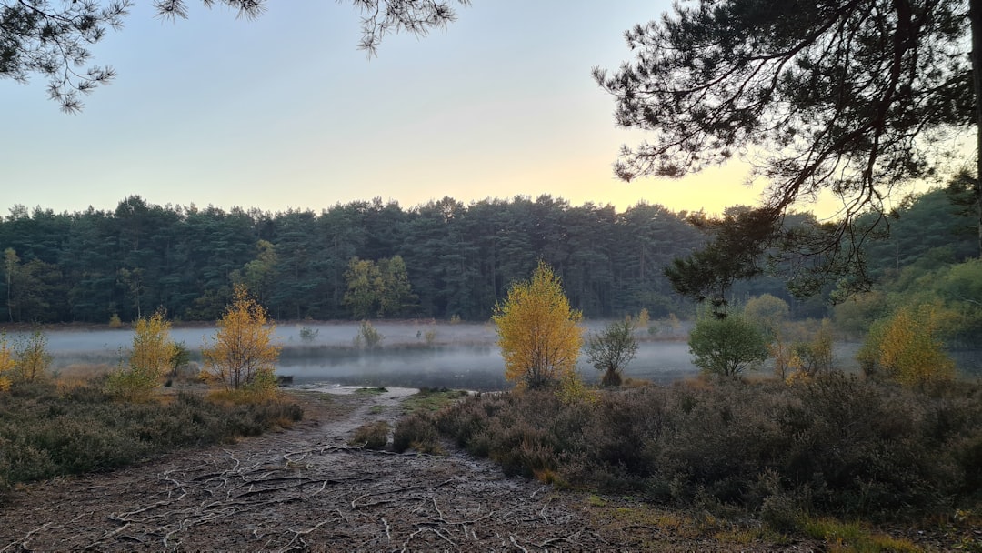 Woking, Surrey: green trees near lake during daytime